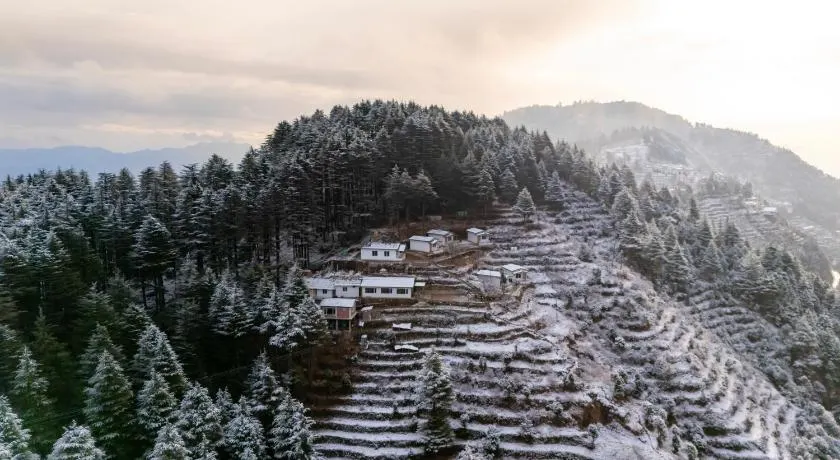 The Deodar Stays - Image 1