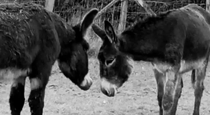 La Ferme De La Bete Noire - Image 1