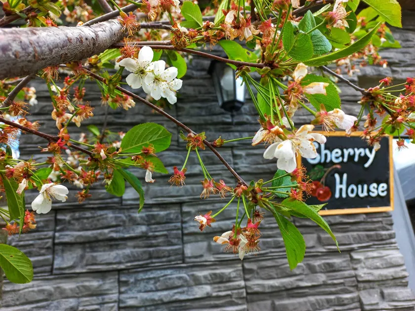 Cherry House - Image 1