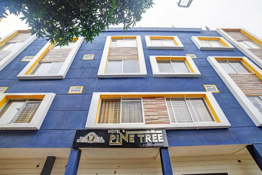 Townhouse Pine Tree - Image 1