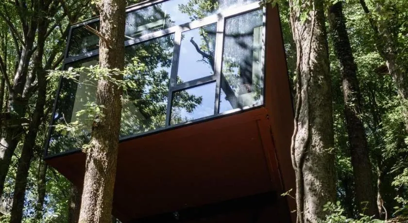 Séneçon des bois 08 - Image 1