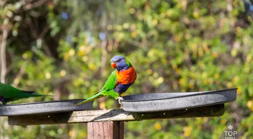 Lorikeet Holiday Park - Image 1
