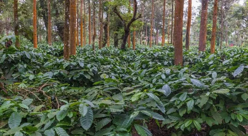 Coorg Misty Mountains Stay - Image 1