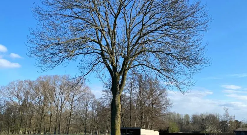 De oude es - Image 1
