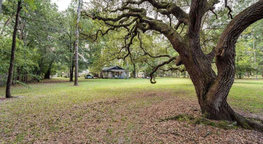Moody Woods - Image 1