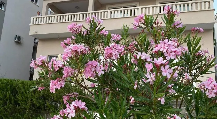 Apartmani Divna - Image 1