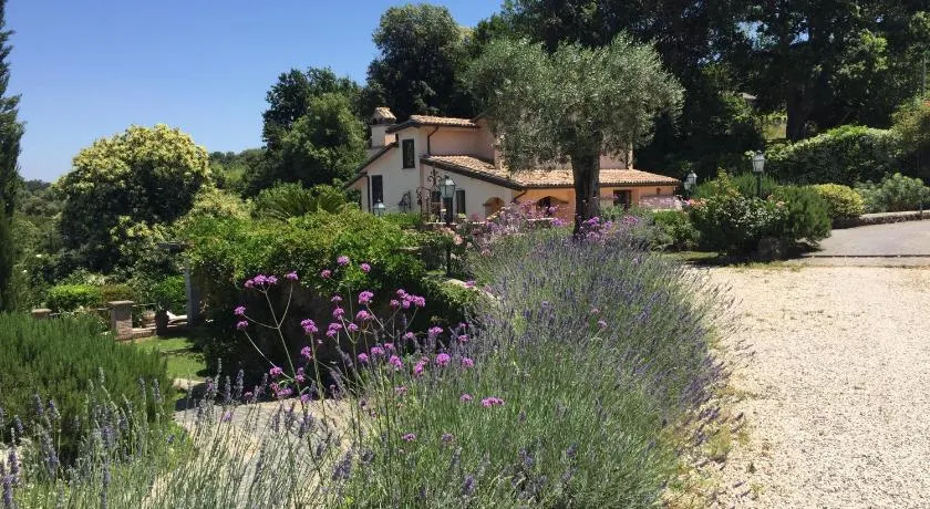 Olivella - Image 1