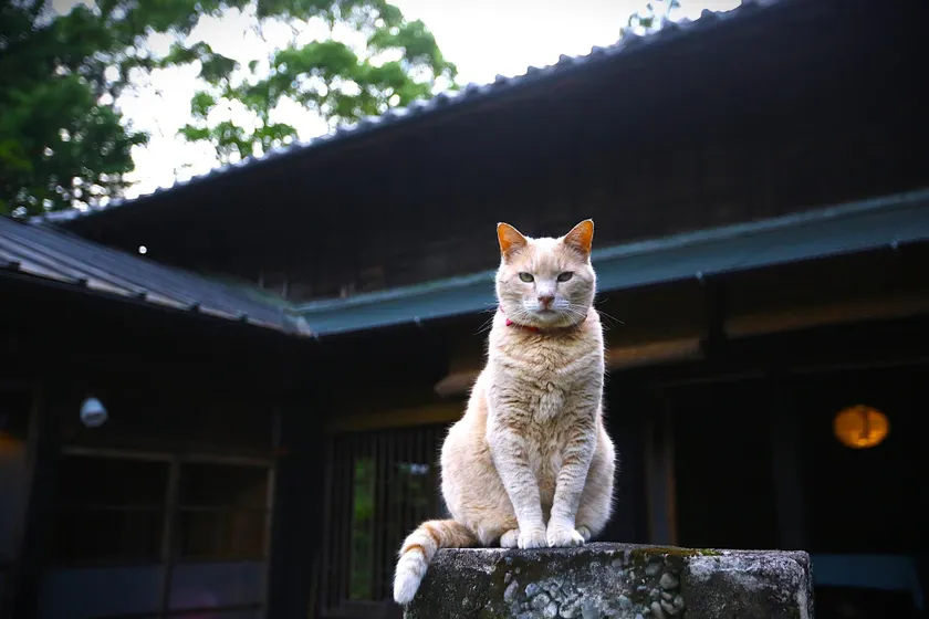 100 years-old Japanese house MAROYA - Image 1