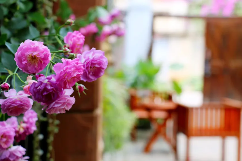 Mulan Guest House - Image 1