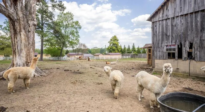 Watch Deer from a Farm Cottage - Image 1