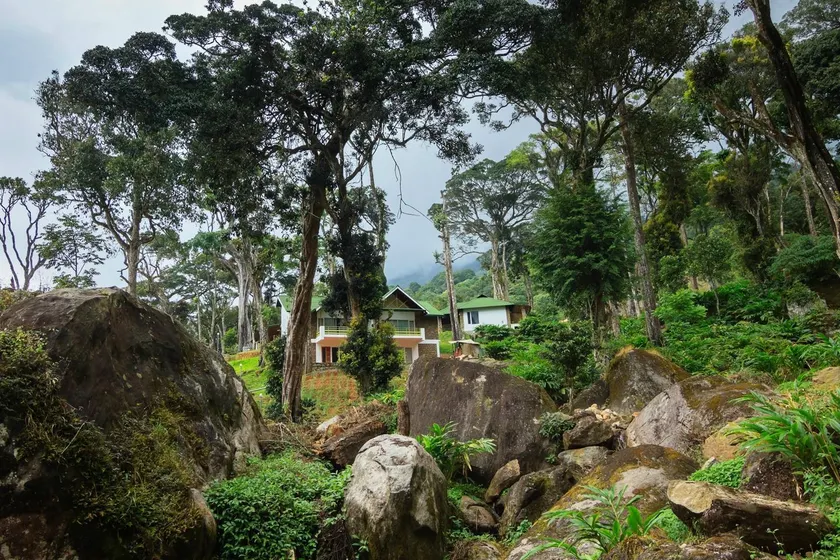 Neelakurunji Plantation Munnar - Image 1