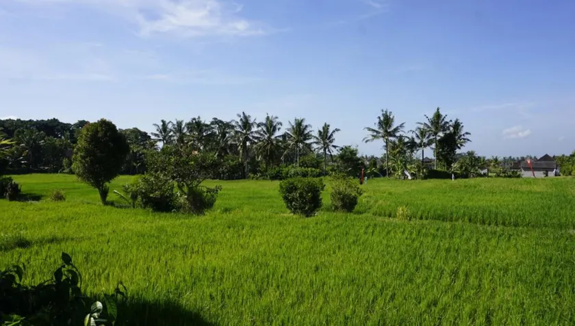 Sari Bamboo Bungalows - Image 1