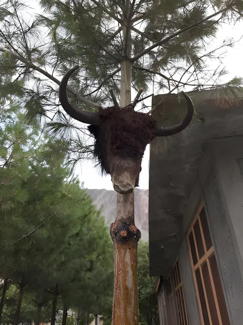 Passu Tourist Lodge - Image 1
