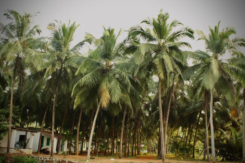 India Yoga Village - Image 1