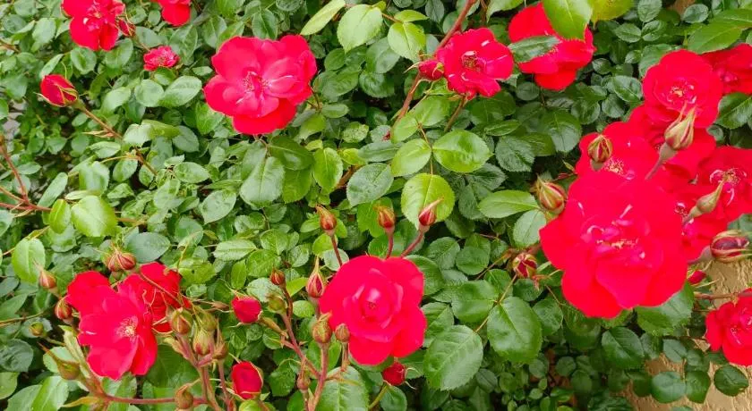 La maison des roses - Image 1