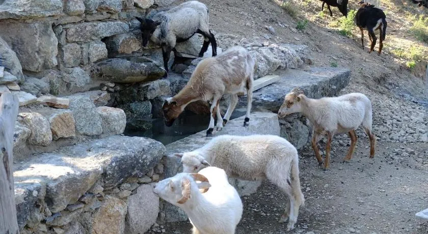 Les Bergeries "Le figuier" - Image 1