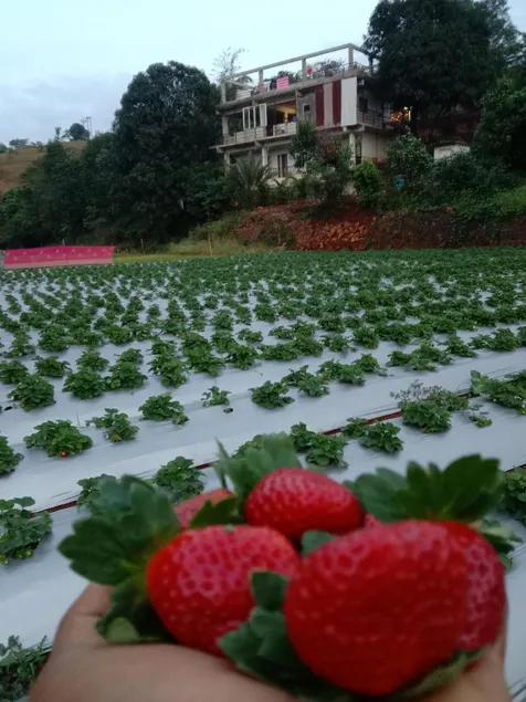 Nature's living agro tourism - Image 1