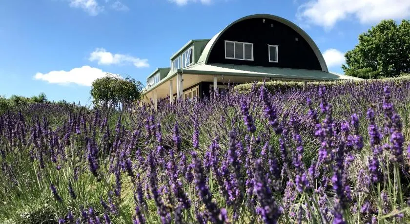Lavender Hill Luxury Bandamp; B - Image 1