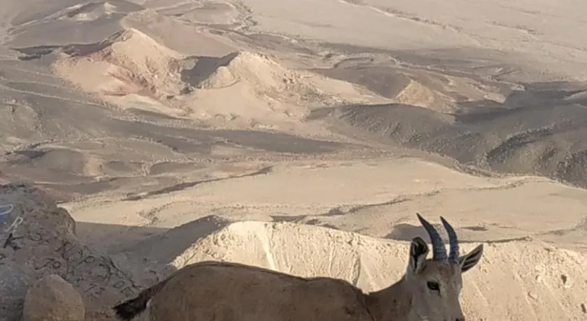 Desert Peace - Image 1