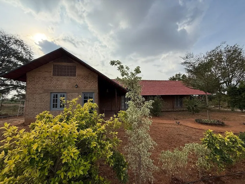 Ficus by Kilukka Farms - Image 1