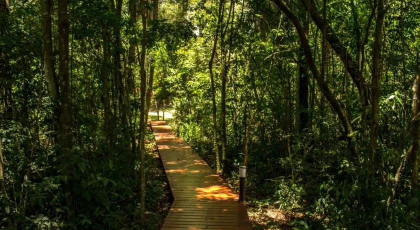 Momora distrito selva - Image 1