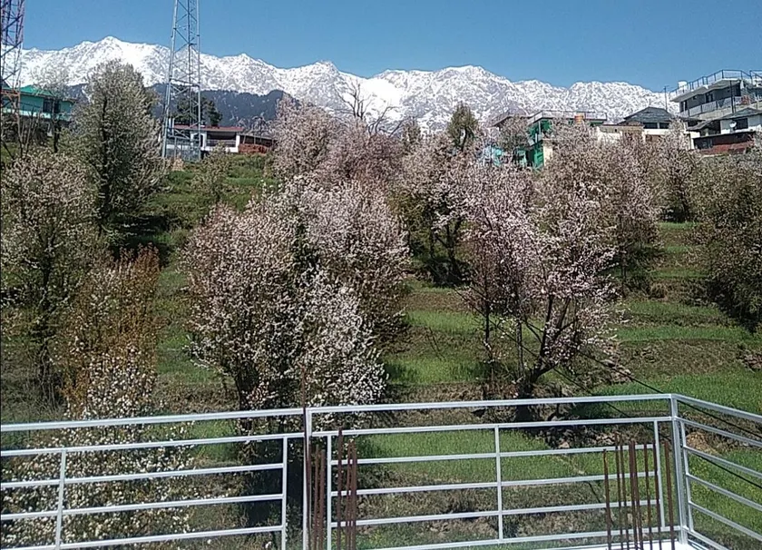 Tranquil trails home stay naddi - Image 1