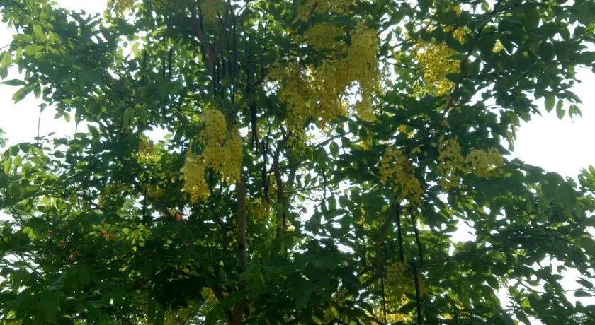 Kum Nangpaya - Image 1