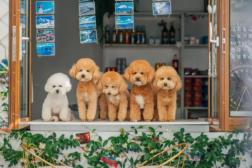 云深不知处雪山观景花园美宿丽江店 - Image 1