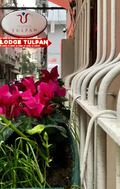 The House of Tulpan - Image 1