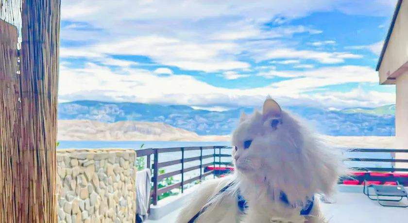 Mila's pet friendly holiday house with private beach place and sunbeds included - Image 1
