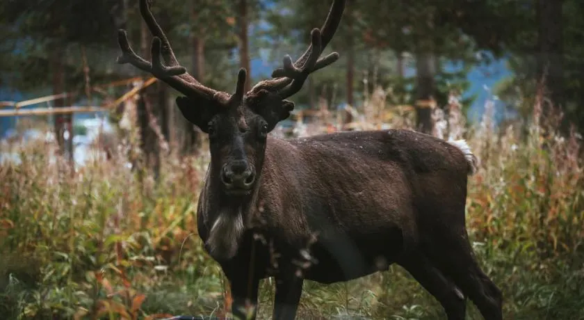Reindeer Lodge - Image 1