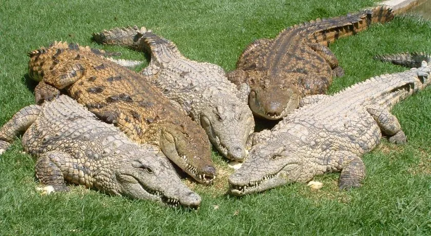 Crocodile Lodge cc - Image 1