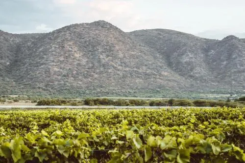 Otavi Vineyards Self-Catering & Camping - Image 1