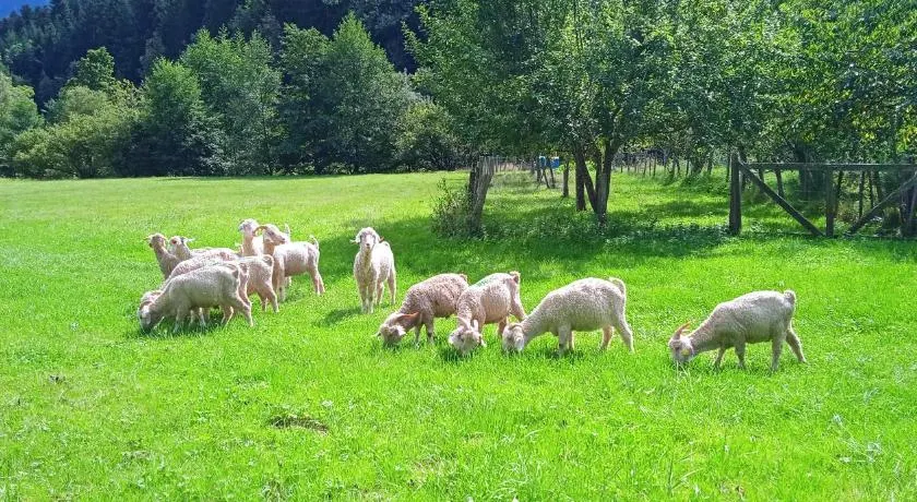 Au mohair des Alpy - Image 1