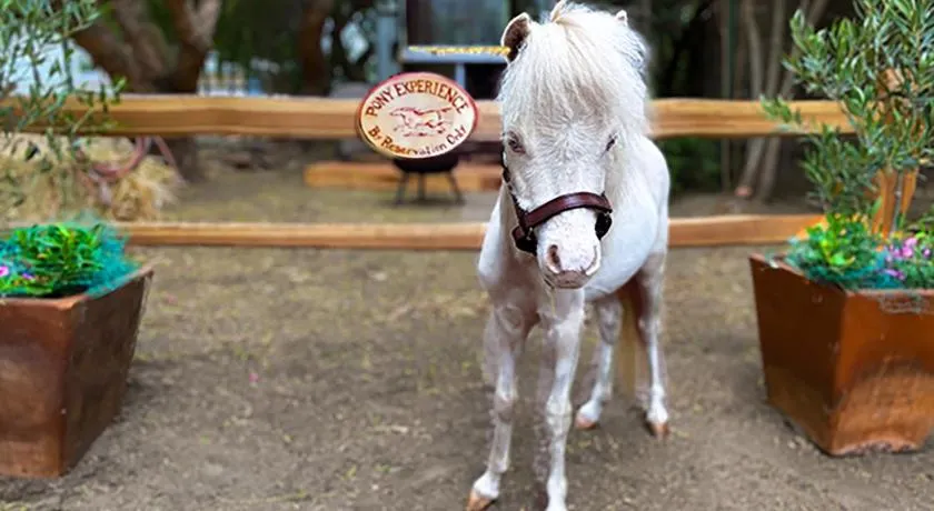 The Pony Experience; Glamping with Private Petting Zoo - Image 1