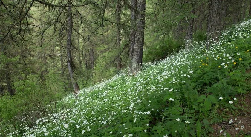 Gites L'épilobe - Image 1