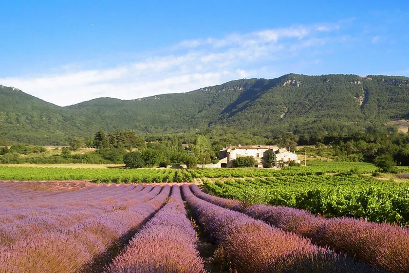 Cottage in a castle between vineyards and lavender - Image 1