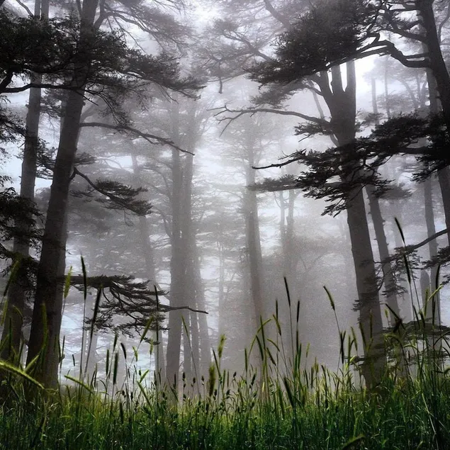 Mountain View Cedars - Image 1
