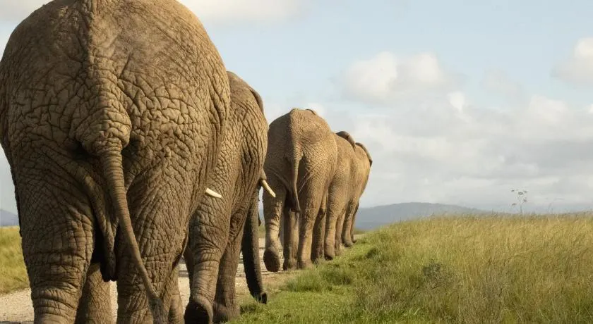 Knysna Elephant Park Lodge - Image 1