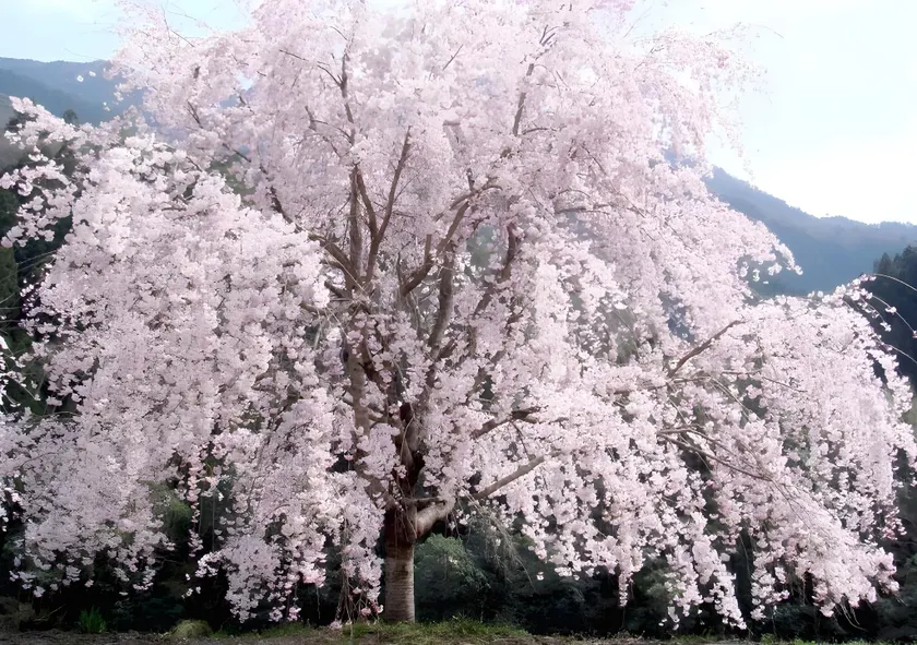 glampark Tsuruginoyu - Image 1