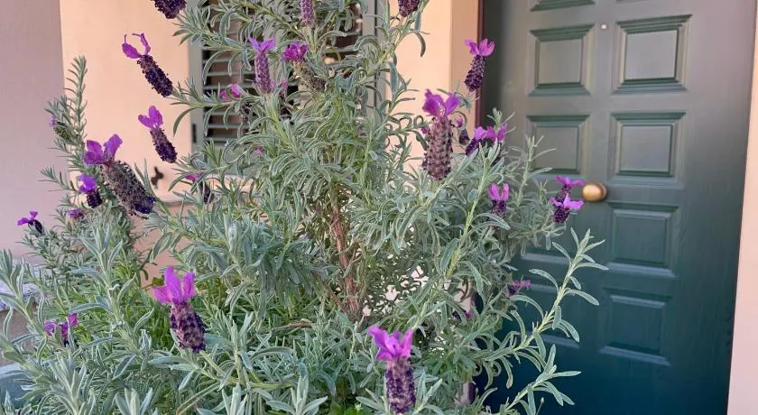 A due passi dalla città - Image 1