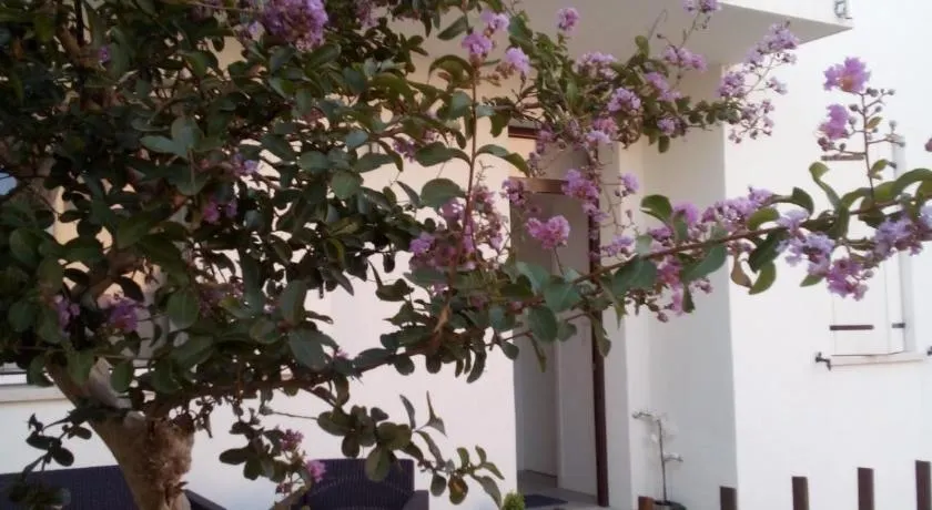 The judas trees - Image 1