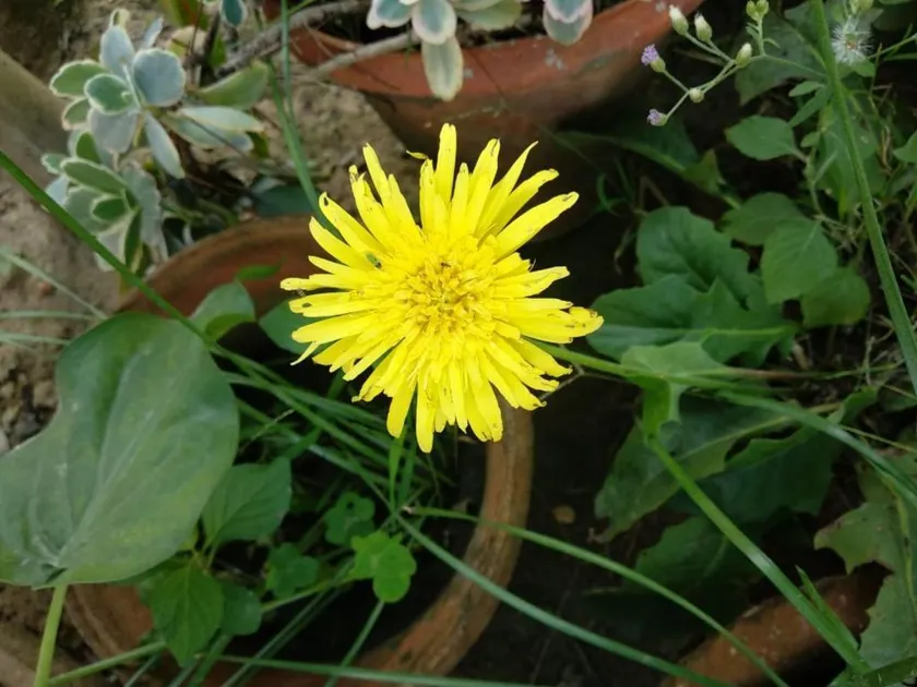 Bichitrita Homestay - Image 1