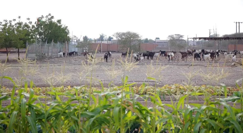 Farm house with all facilities in Al Dhaid , sharjah - Image 1