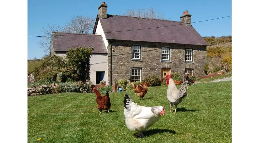 Nantgwynfaen Organic Farm Wales - Image 1