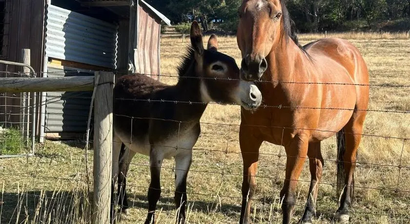 Little creek farm stay - Image 1