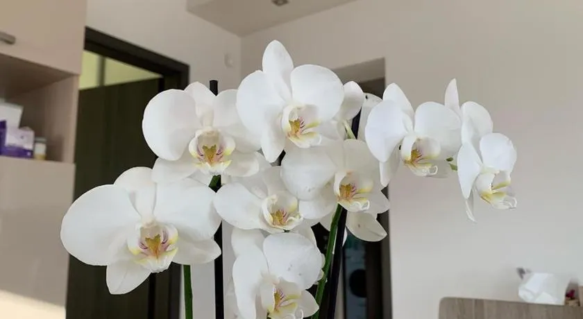Orchidea Apartmanház Egerszalók - Image 1