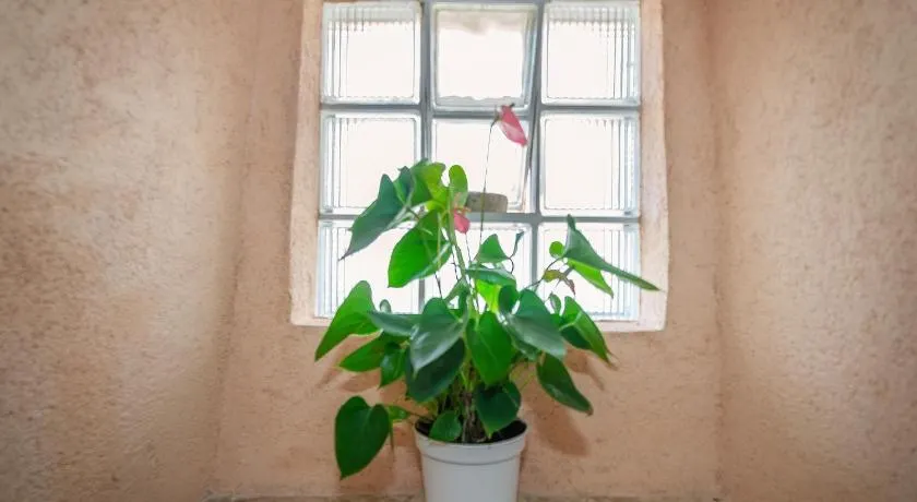 Dila apartment - Image 1