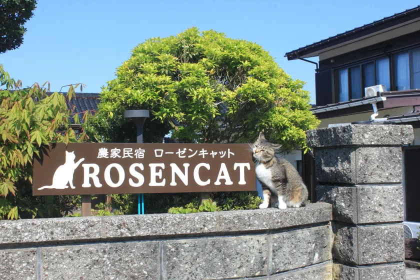 Rosencat - Image 1
