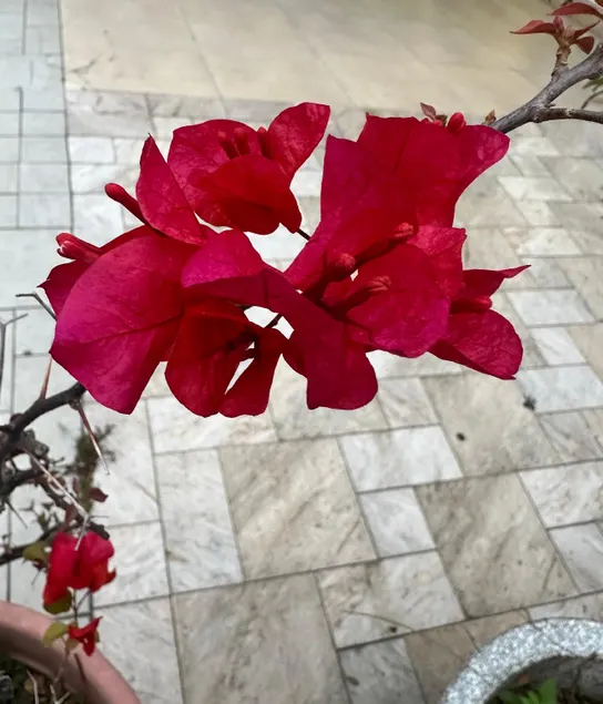 No show - Image 1